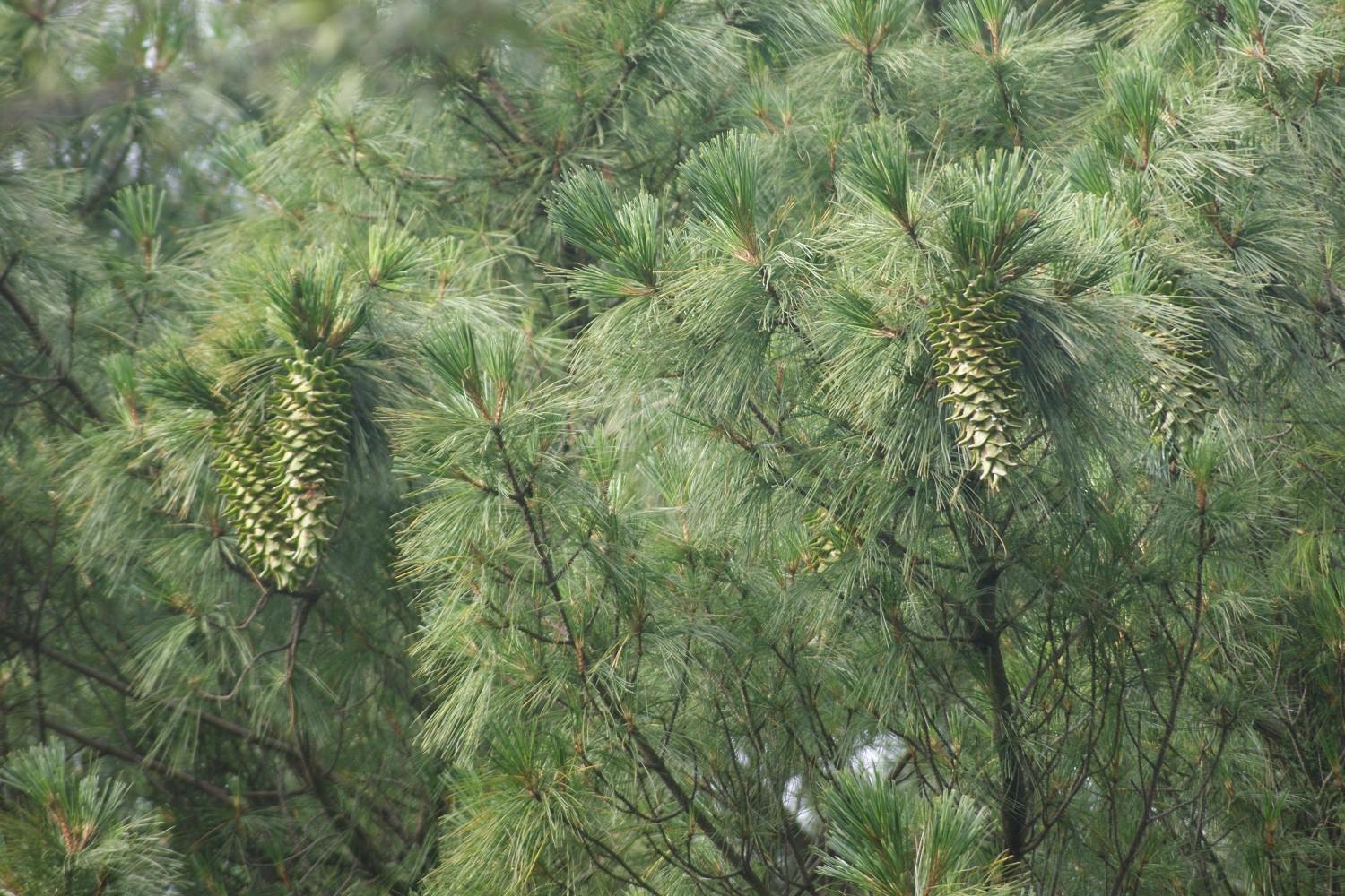 Pinus ayacahuite